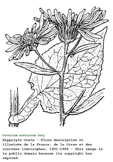 Doronicum austriacum Jacq.
